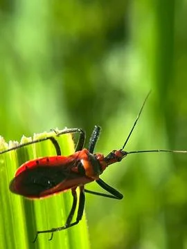 Close-up of an insect on a green leaf with a blurred background (8) Stock Photos
