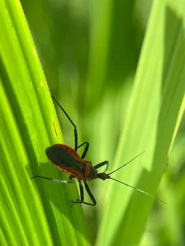 Close-up of an insect on a green leaf with a blurred background (7) Stock Photos