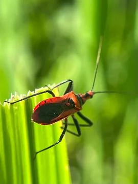 Close-up of an insect on a green leaf with a blurred background (6) Stock Photos