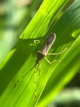 Close-up of an insect on a green leaf with a blurred background (3) Stock Photos