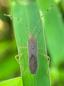 Close-up of an insect on a green leaf with a blurred background (4) Stock Photos