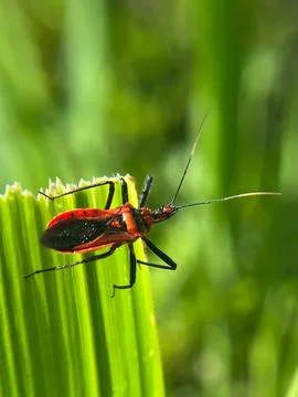 Close-up of an insect on a green leaf with a blurred background (10) Stock Photos
