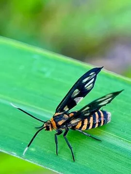 Close-up of an insect on a green leaf with a blurred background (1) Stock Photos