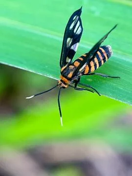 Close-up of an insect on a green leaf with a blurred background (12) Stock Photos