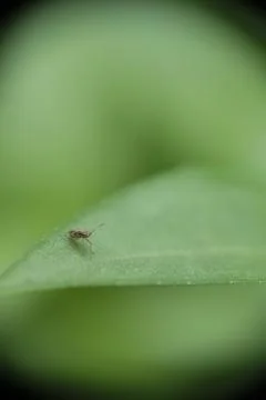Close-up of insect on green leaf. Stock Photos