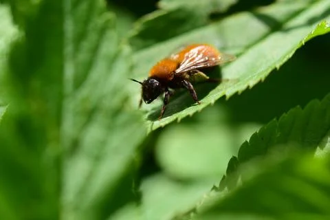 Close up of an insect on a green leaf Stock Photos