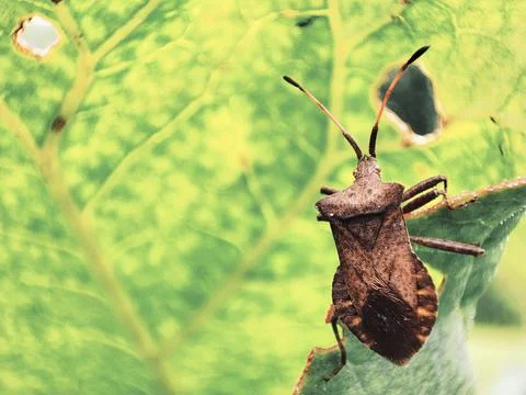 The close-up insect on a green leaf. 库存照片