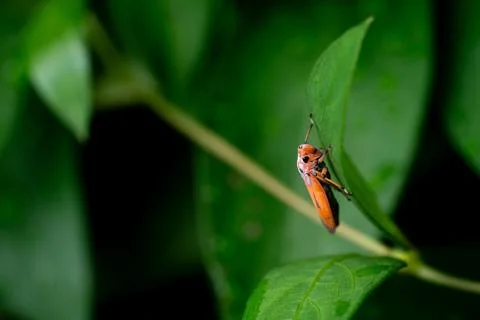 Close-up insect on a green leaf. Stock Photos