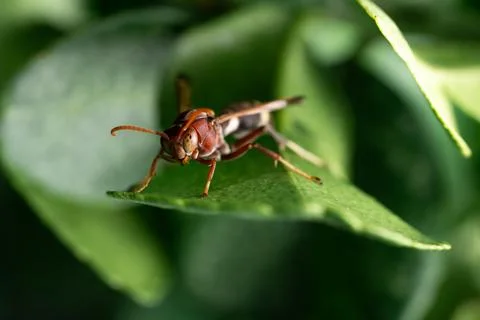Close-up insect on a green leaf. Foto stock