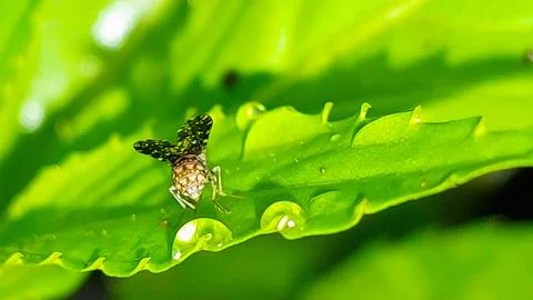 A close-up of an insect on a green leaf. Stock Photos