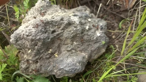 Close up of insect on the ground Stock Footage 338414391
