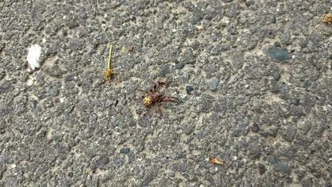Close up of insect on the ground Stock Footage 338415100