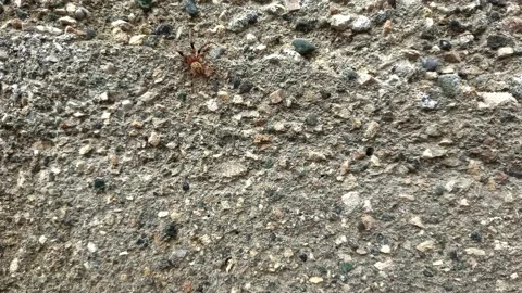 Close up of insect on the ground Stock Footage 338415113