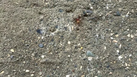 Close up of insect on the ground Stock Footage 338415115