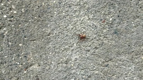 Close up of insect on the ground Stock Footage 338415116
