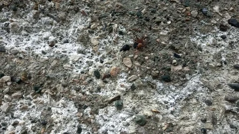 Close up of insect on the ground Stock Footage 338415118