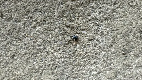 Close up of insect on the ground Stock Footage 338415127