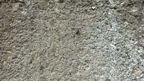 Close up of insect on the ground Stock Footage 338415131