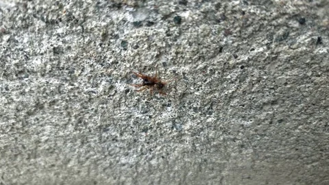 Close up of insect on the ground Stock Footage 338415147