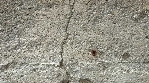 Close up of insect on the ground Stock Footage 338415148