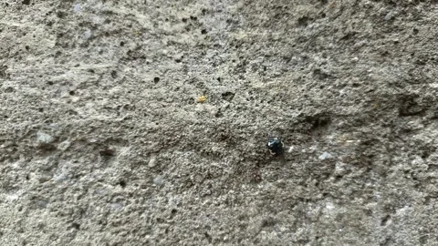 Close up of insect on the ground Stock Footage 338415149