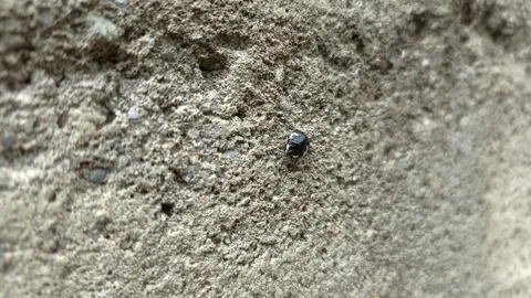 Close up of insect on the ground Stock Footage 338415150