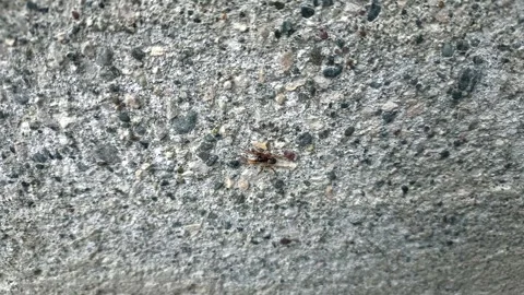 Close up of insect on the ground Stock Footage 338415154