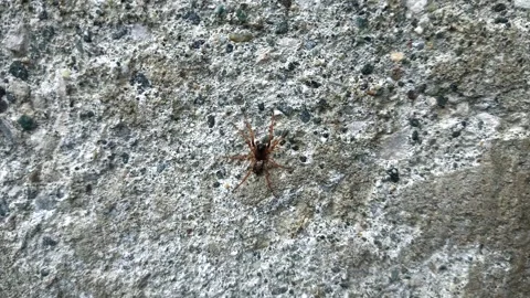 Close up of insect on the ground Stock Footage 338415165