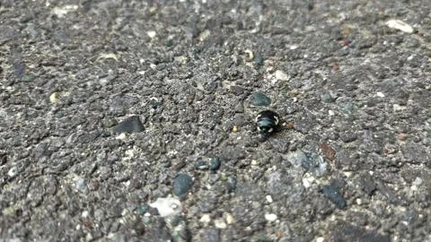 Close up of insect on the ground Stock Footage 338415166