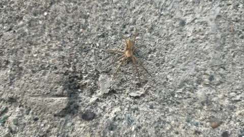 Close up of insect on the ground Stock Footage 338415276