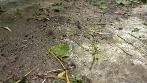Close up of insect on the ground Stock Footage 338415284