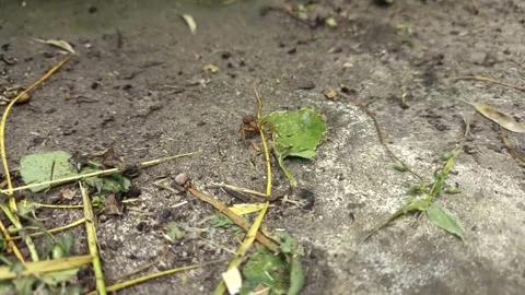 Close up of insect on the ground Stock Footage 338415286