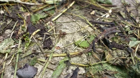 Close up of insect on the ground Stock Footage 338415293