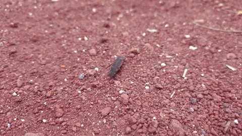 Close up of insect on the ground Stock Footage 338416012