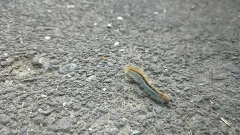 Close up of insect on the ground Stock Footage 338416091