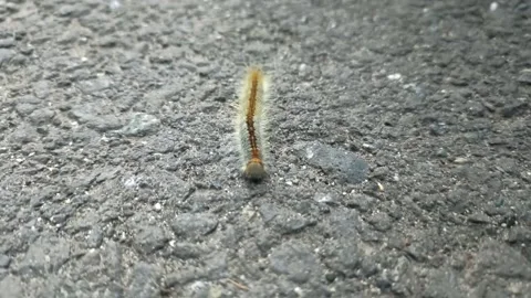 Close up of insect on the ground Stock Footage 338416092