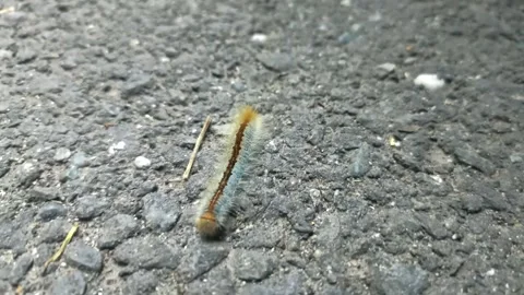 Close up of insect on the ground Stock Footage 338416096