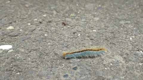 Close up of insect on the ground Stock Footage 338416102