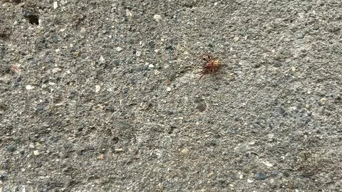 Close up of insect on the ground 库存照片