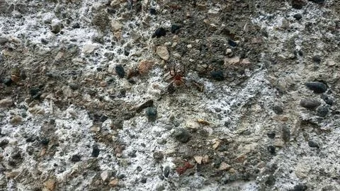 Close up of insect on the ground Foto stock