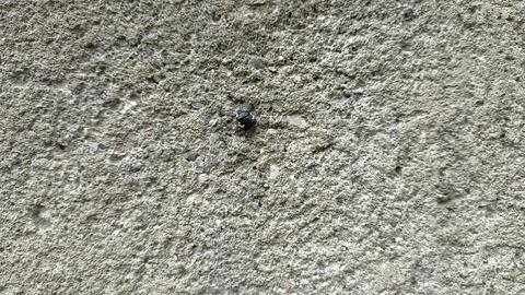 Close up of insect on the ground Stock Photos
