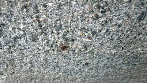 Close up of insect on the ground Stock Photos