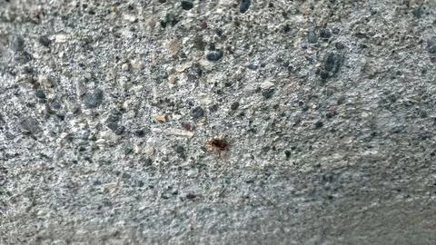 Close up of insect on the ground Fotos Stock