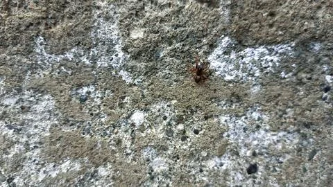 Close up of insect on the ground 写真素材