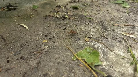 Close up of insect on the ground 스톡 사진