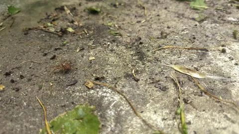 Close up of insect on the ground 写真素材