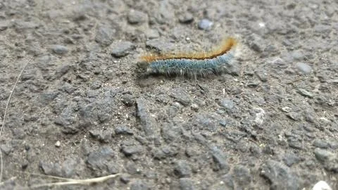 Close up of insect on the ground 스톡 사진