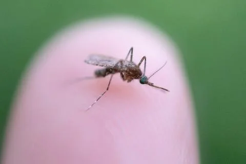 Close-Up Of Insect On Human Finger Stock Photos