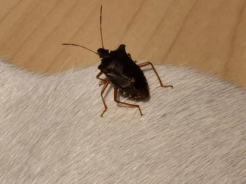 Close up insect known as a bug Stock Photos