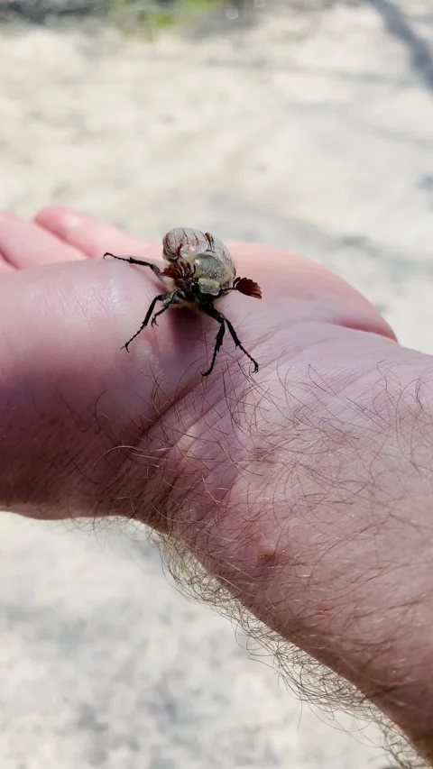 A close-up of an insect, a large beetle that sits on a mans hand. Stock Footage 141594260